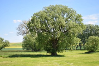 Doğanın güzel manzarası