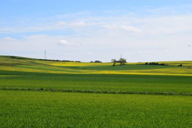 yeşil tarla ve mavi gökyüzü