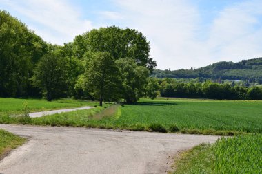 yeşil orman manzara çekim