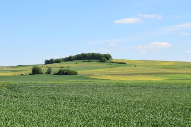 Buğday tarlası ve mavi gökyüzü