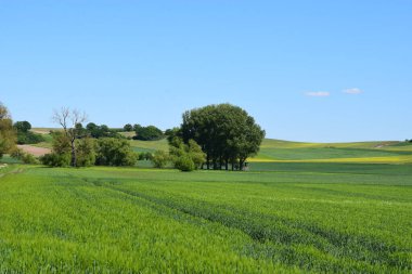 Yeşil tarlalı manzara ve bulutlu mavi gökyüzü.