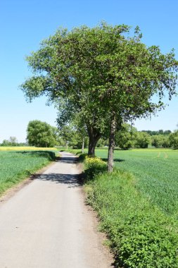 Kırsal kırsal yolda ağaç var.