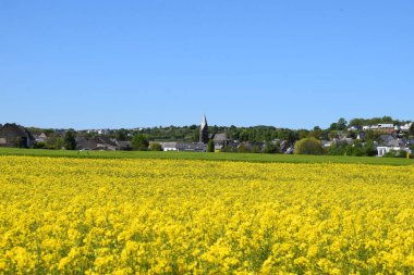 Tarlada bahar çiçekleri, doğa bitki örtüsü