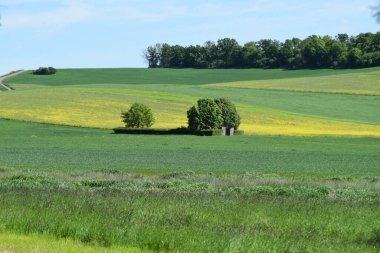 Ağaçları ve bitkileri olan yeşil alanlar