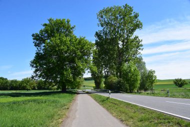 Ağaçların ve mavi gökyüzünün ortasında bir yol.