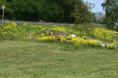 Sarı otlu güzel bir manzara.