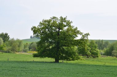 Baharda bir tarlada yeşil ağaç, Almanya