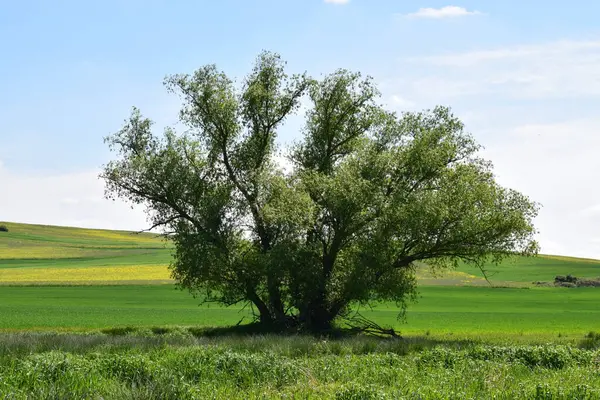 Ağaçlı güzel yeşil bir manzara.