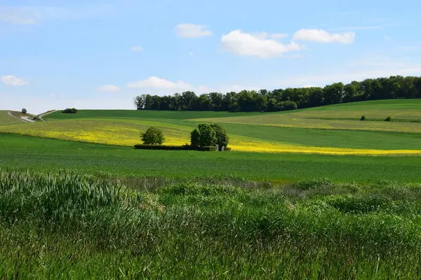 Yeşil çimen ve mavi gökyüzü olan güzel bir manzara.