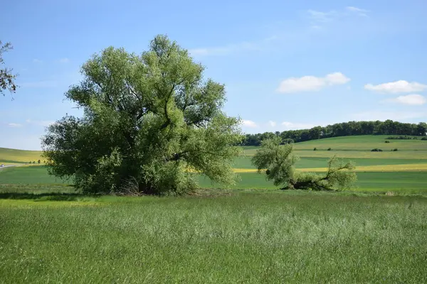Güzel yaz manzarası. Doğa, seyahat