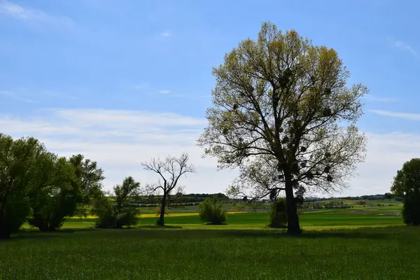 Yeşil tarlanın güzel bir görüntüsü.