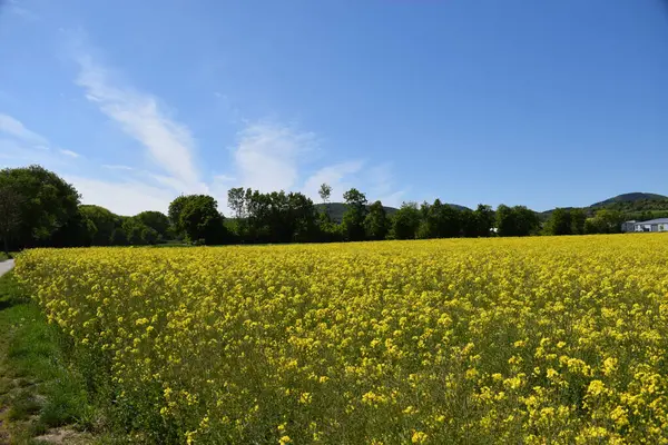 Arazi ve mavi gökyüzü çiçekler, Almanya