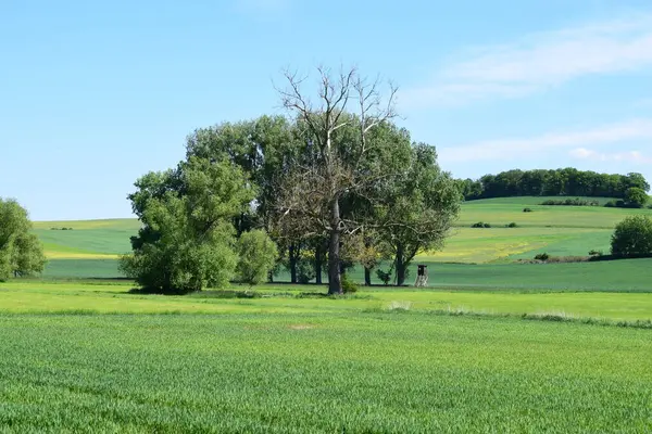 Mavi gökyüzü ile yeşil alan