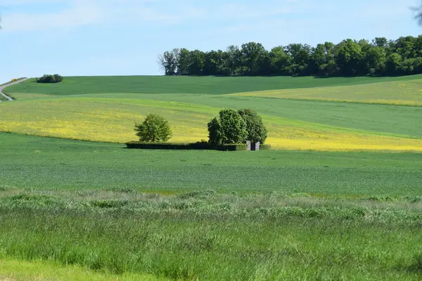 Ağaçları ve bitkileri olan yeşil alanlar