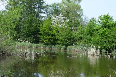 Parktaki göl manzarası