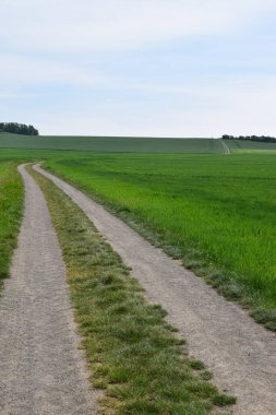 Yolu olan yeşil bir tarla
