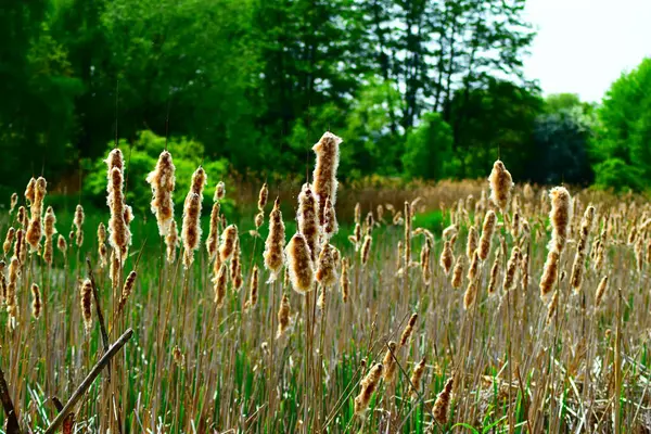Ormanda yeşil çimenler