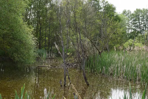 Yaz ormanında bir göl