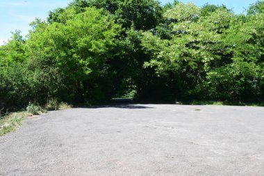 asfalt yol ormanı