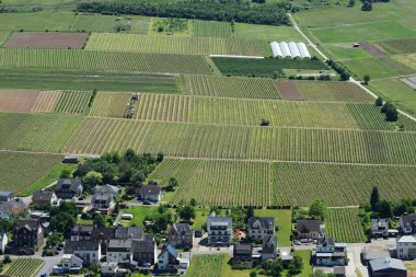 the view   of the vineyard