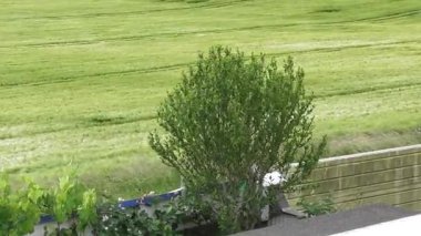 Fırtınada amber ağacı