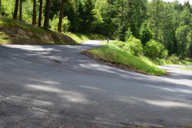 Asfalt yolu ve orman arka planında ağaçlar.