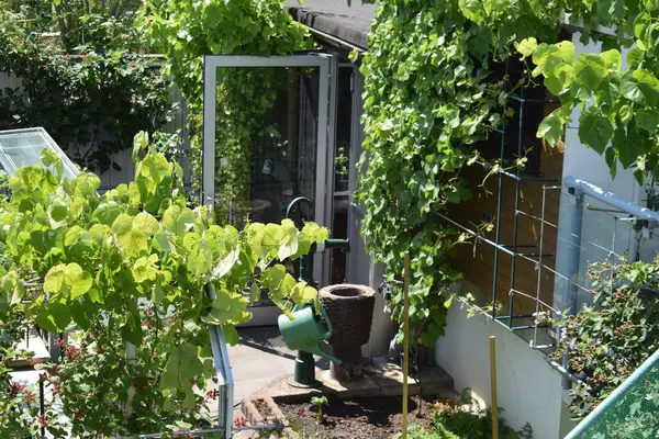 Bahçedeki yeşil bitki.