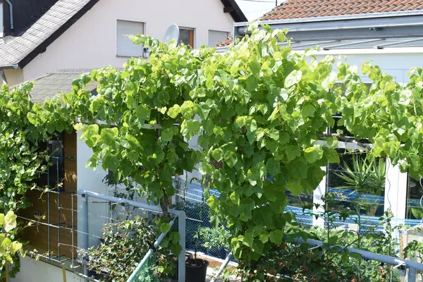 Sarmaşıkta yeşil üzüm