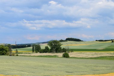 Buğday tarlası ve mavi gökyüzü