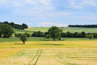 Kırsalda yeşil bir çayır