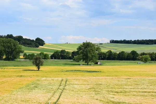 Kırsalda yeşil bir çayır