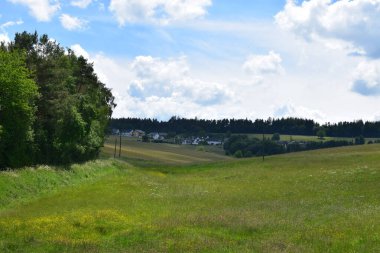 Bir yaz gününün arka planında bir tarla ve bir orman