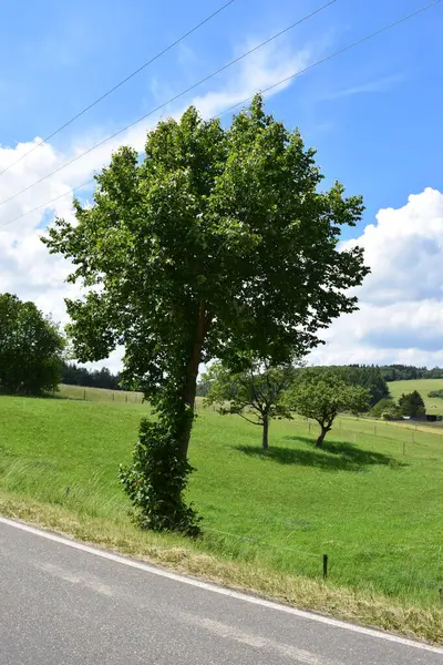 Geniş yolu olan ağaç