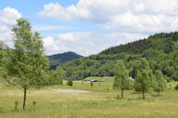 Yaz günü bir ormanın kenarındaki dağdan manzara