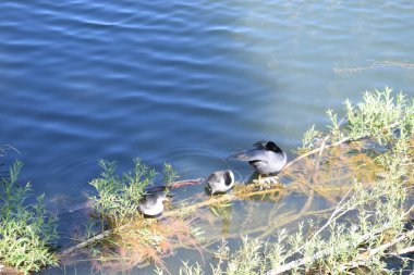 Ördekler şehir parkında nehirde yüzerler..