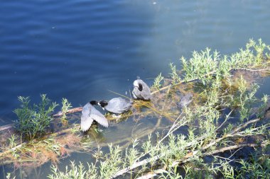 Siyah beyaz ördekler gölette yüzüyor.
