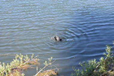 Küçük siyah bir ayı nehirde yüzüyor.