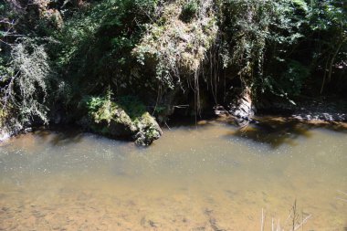 Ormandaki güzel nehir