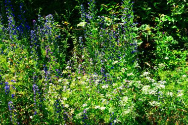 Kır çiçeği Bahçe