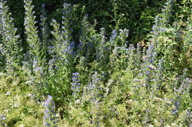 Bahçedeki mavi çiçekler