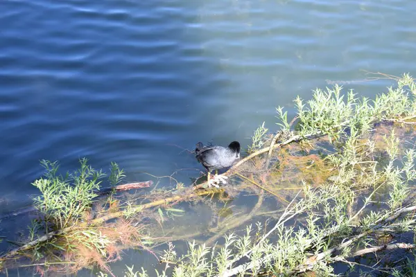 Göldeki bir kuşun yakın çekimi.