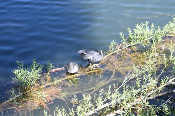 Küçük mavi balıkçıl, egretta garzetta