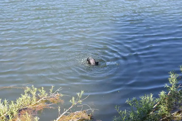 Küçük siyah bir ayı nehirde yüzüyor.