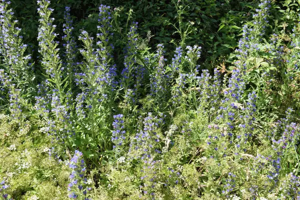 Bahçedeki mavi çiçekler