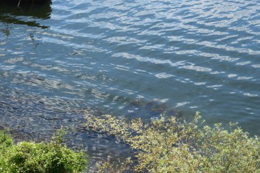 Doğadaki su yüzeyi