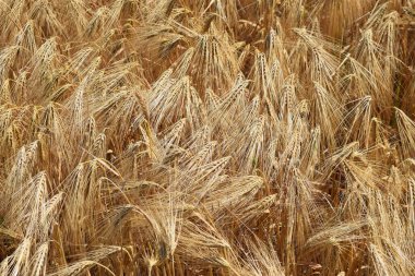 Buğday tarlası. Buğdayın altın kulakları, buğdayın olgunlaşmış kulakları. Buğday tarlasında zengin hasat. tarım kavramı geçmişi.