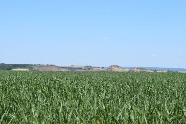 Buğday tarlaları, mavi gökyüzü