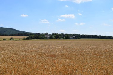 Buğday tarlaları ve mavi gökyüzü