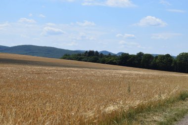 Mavi gökyüzünün altında yeşil buğday tarlaları olan güzel bir manzara.