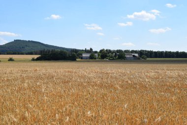 Buğday tarlası ve mavi gökyüzü
